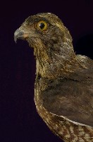 鳳頭蒼鷹藏品圖，第2張